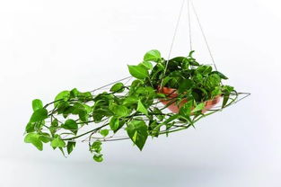 分苗要找好时机