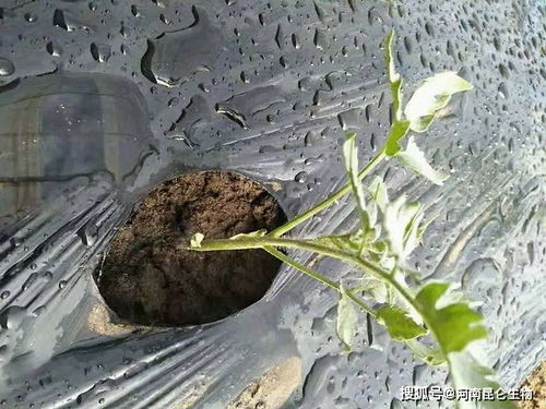 改善土壤结构：防止烂根