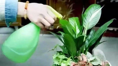 水养花根发臭，是水质问题还是养护不当
