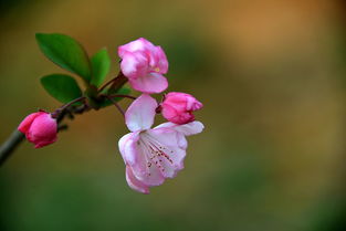 生命的绽放，从不受季节束缚