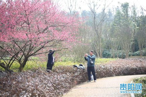 贵阳梅花盛开地：探秘周边赏花胜地