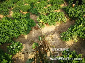 花生开花期与除草剂：Neng平安使用吗？