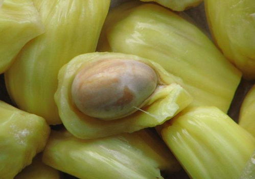 菠萝蜜核能吃吗？煮熟后口感软糯