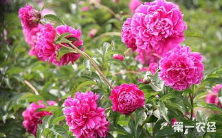 牡丹花种植，难不难？揭秘种植技巧与注意事项