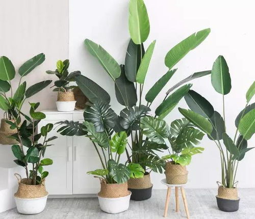 冬青：耐寒的绿色守望者