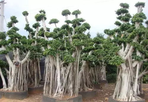 榕树，绿荫蔽天