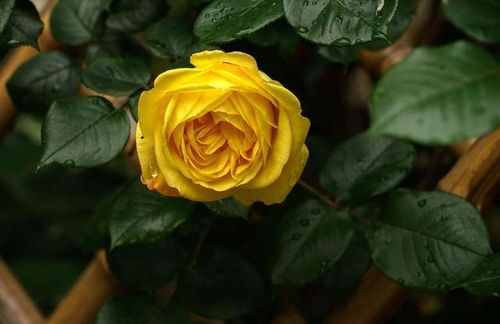 阳光地毯月季的品种特点