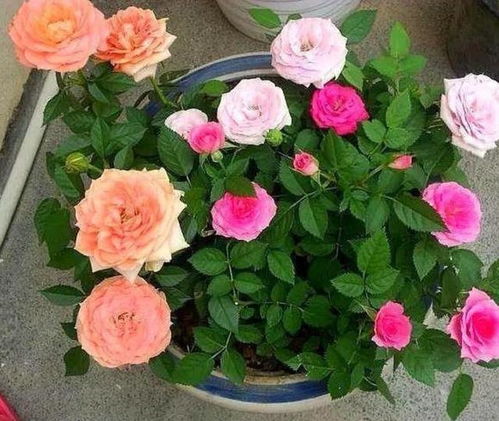 月季花开不停，园林阳台两相宜