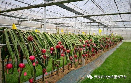 阿维虫酰肼：神奇的小东西，害虫的克星！