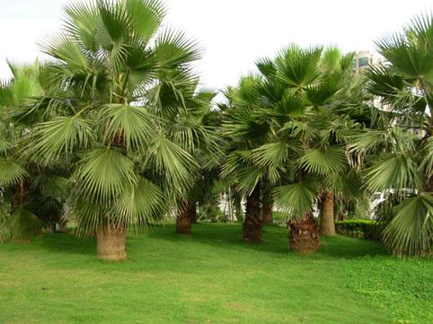 棕榈树的种植与养护