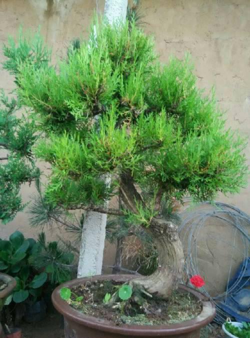 注意细节， 成活无忧