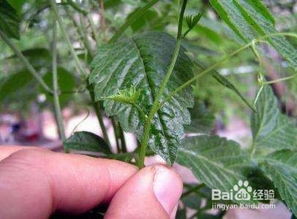 人参叶子发黄之谜：家庭种植的烦恼