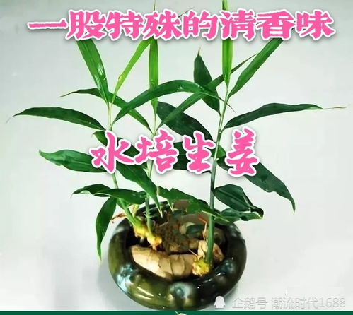 水培生姜真的能结出新的小姜芽吗？这是不是真的像传说中的那样神奇