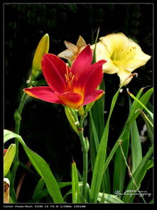 黄花萱草（金针菜）