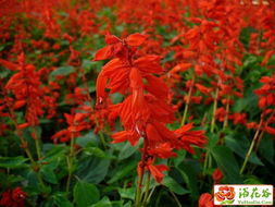 秋阳下的红色火焰