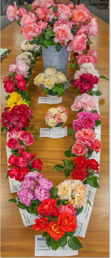 杂交茶香月季：美丽又耐病