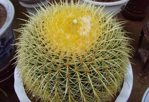 养护绿植花卉的乐趣与挑战