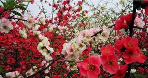 腊梅：冬日里的金色使者