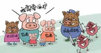 猪瘟净化关键在严格防疫与科学管理