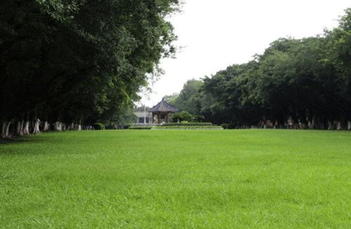 草坪隆1号的优点