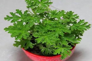 室内种植香草的秘诀