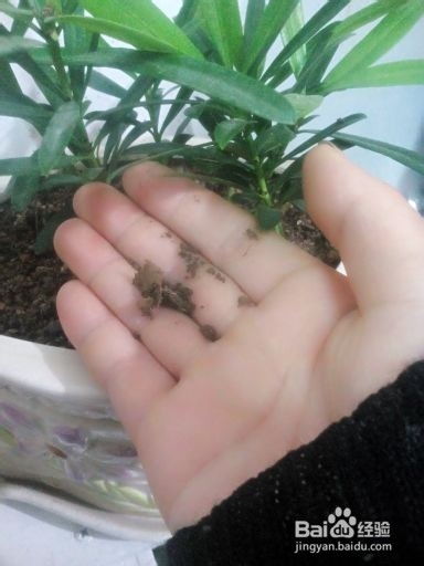 如何判断盆栽是否缺水？