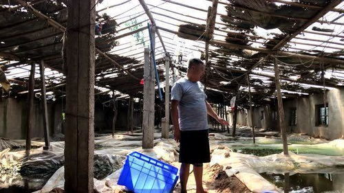 种植什么冷门作物能带来高利润？推荐10个利润吓人的种植项目