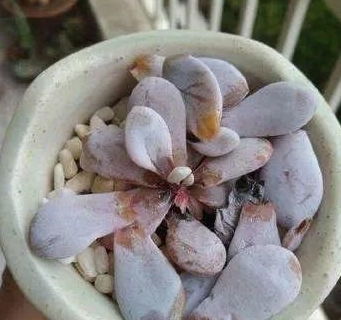 多肉化水黑腐了怎么办？如何挽救