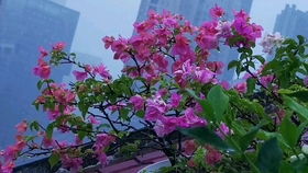 嫁接步骤， 得记牢