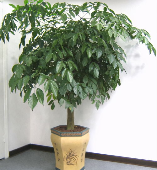 梗换盆土的重要性