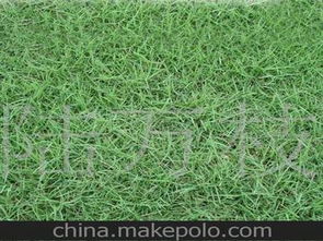 矮麦冬的其他用途