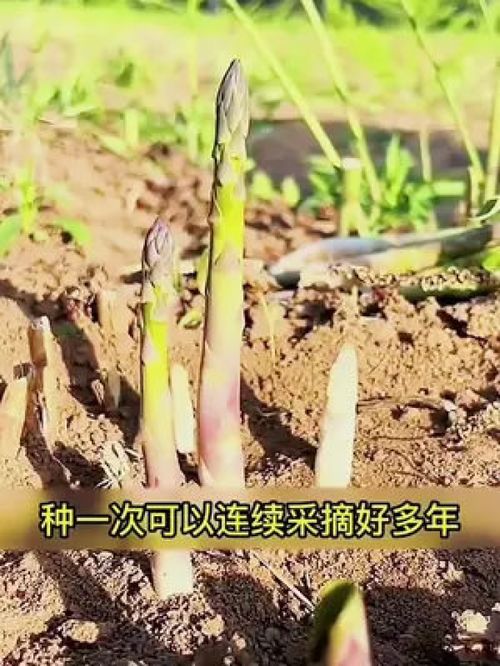 芦笋在哪个季节种植最为适宜？