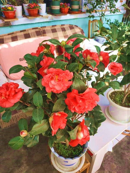 红龙月季的花期大揭秘