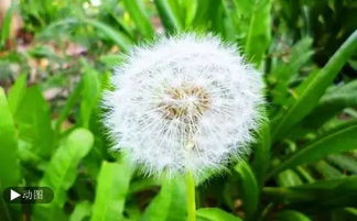 药用蒲公英叶绿花黄，根粗味苦