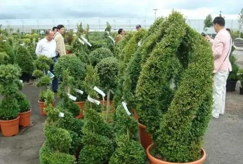 发达国家苗圃发展经验值得借鉴