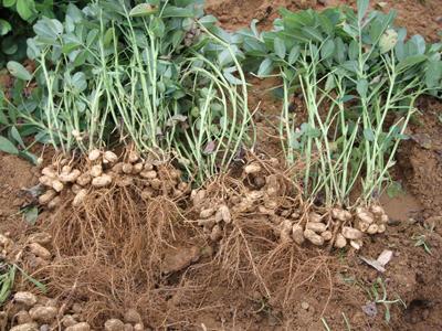 打膨大素后的注意事项