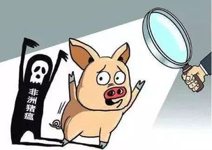Ct值如何判断非洲猪瘟核酸检测结果？