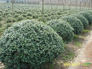 球形灌木在园林中的应用