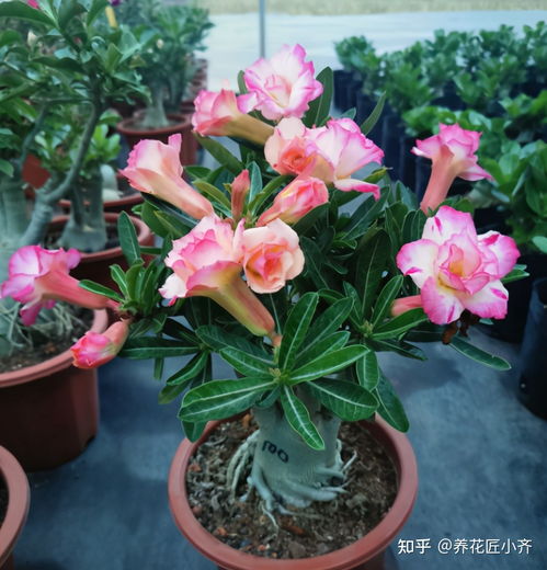 “小刺梅养护，浇水频率如何把握