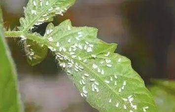 科学复配， 增效助剂不可忽视