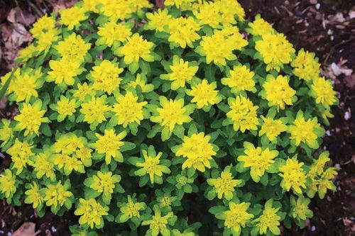 树荫下的秘密区域