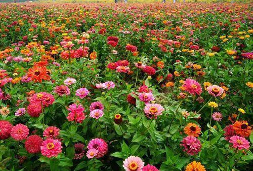 沈阳世博园的对比实验