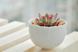 Q：露养多久浇一次水？