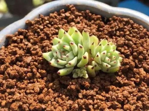 露娜润氟菌戊唑醇拌土种植多肉安全吗？使用方法和注意事项有哪些？