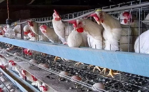 冬季提升蛋鸡育雏率，创新技术助养殖高效