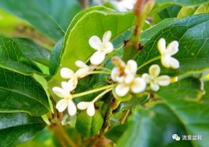 桂花对土壤的要求， 从深厚到酸性