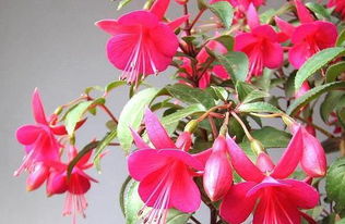 土壤不适，花儿也会水土不服