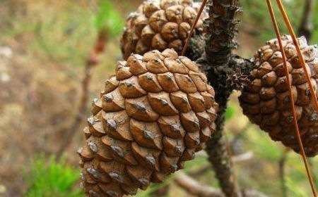 种子的挑选技巧