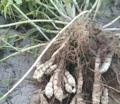 茶皂素：环保的选择