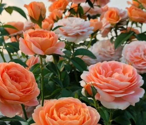 月季花：不一边间段的香味之谜